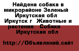 Найдена собака в микрорайоне Зеленый - Иркутская обл., Иркутск г. Животные и растения » Собаки   . Иркутская обл.